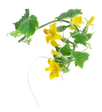 Taze taze salatalık yaprakları, taze taze salatalık (salatalık) salatalık çiçekleri, beyaz arka planda izole edilmiş.