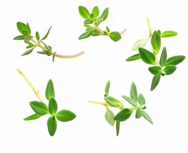 beyaz arkaplanda izole edilmiş kekik filizleri