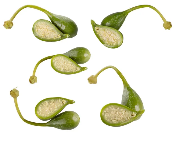 Genç, tek parça ve beyaz bir arka planda izole edilmiş, bacağı kesilmiş bir soygun. makro fotoğrafçılık