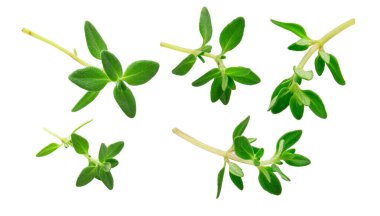 beyaz arkaplanda izole edilmiş kekik filizleri