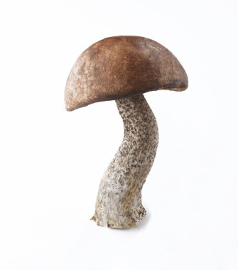 Beyaz arkaplanda mantar