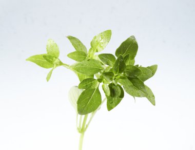 izole fesleğen yaprağı