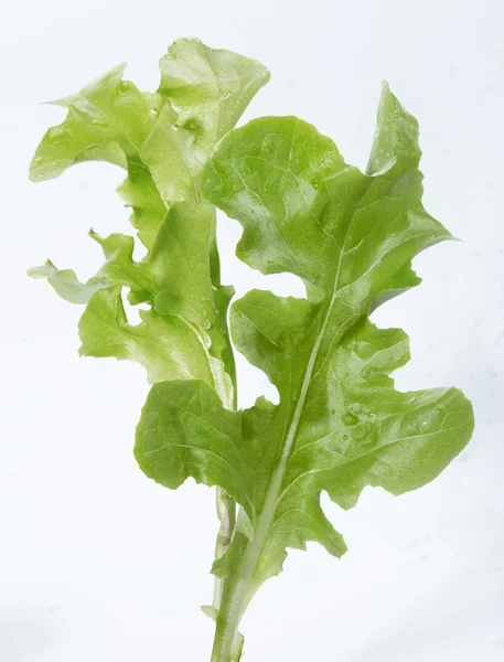 Fresh green lettuce leaf — Stock Photo, Image