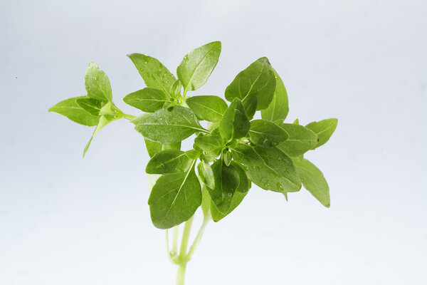 Basil leaf isolated