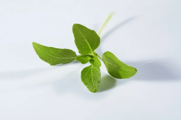 Folha de manjericão isolada — Fotografia de Stock