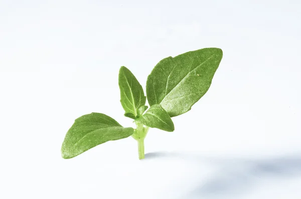 izole fesleğen yaprağı