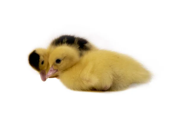 Cute Duckling Isolated White Background — Stock Photo, Image