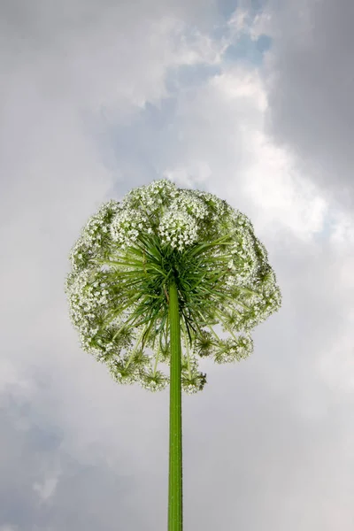 Wortelbloem Plant Het Veld — Stockfoto