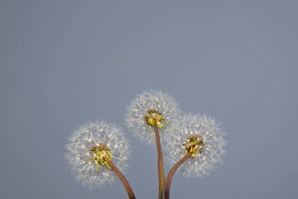 Taraxacum Officinale Flor Bela Flor Dente Leão — Fotografia de Stock