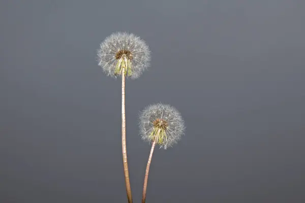 Taraxacum Officinale Flor Bela Flor Dente Leão — Fotografia de Stock