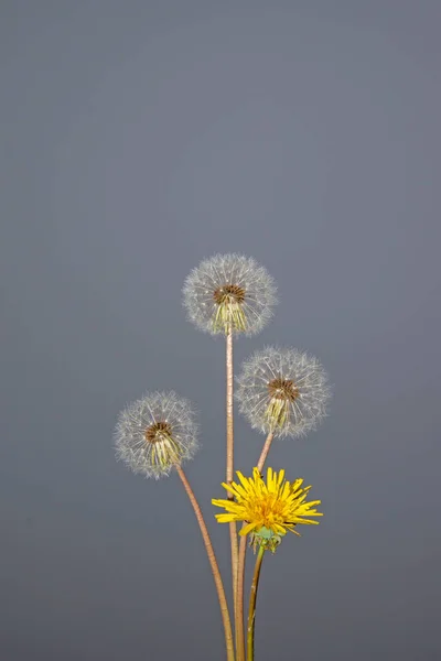 Taraxacum Officinale Flor Bela Flor Dente Leão — Fotografia de Stock