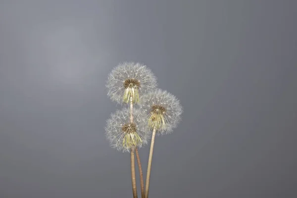 Taraxacum Officinale Flor Bela Flor Dente Leão — Fotografia de Stock