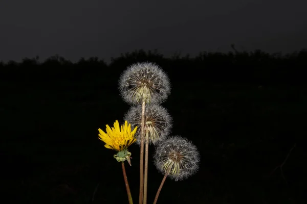 Taraxacum Officinale Flor Bela Flor Dente Leão — Fotografia de Stock