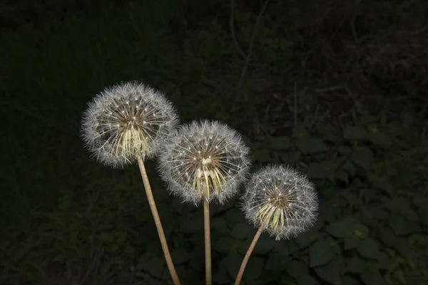 Taraxacum Officinale Flor Bela Flor Dente Leão — Fotografia de Stock