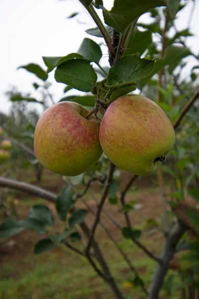 Malus Sylvestris Ένα Μήλο Του Γένους Malus — Φωτογραφία Αρχείου