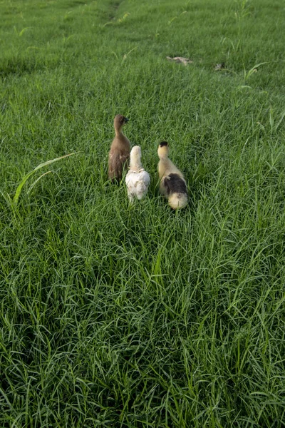 Eenden Spelen Het Gras — Stockfoto