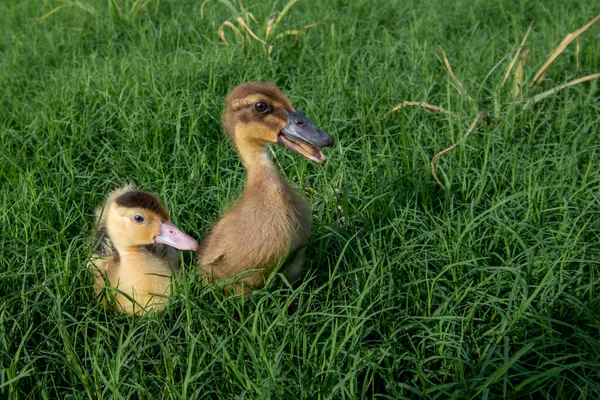 Kachny Hrají Trávě — Stock fotografie