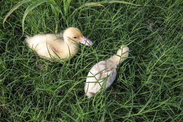 Kachny Hrají Trávě — Stock fotografie