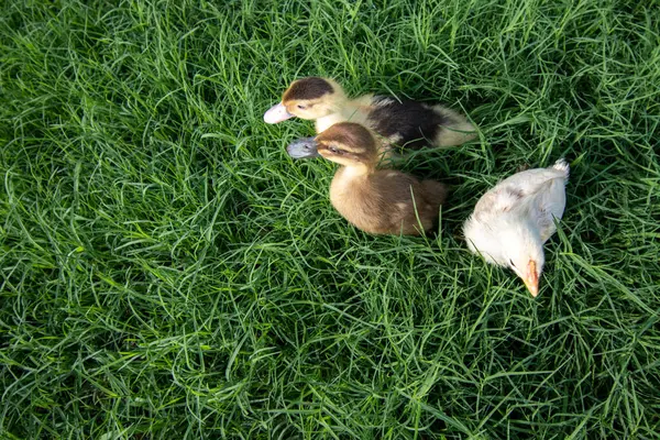 Canards Jouant Sur Herbe — Photo