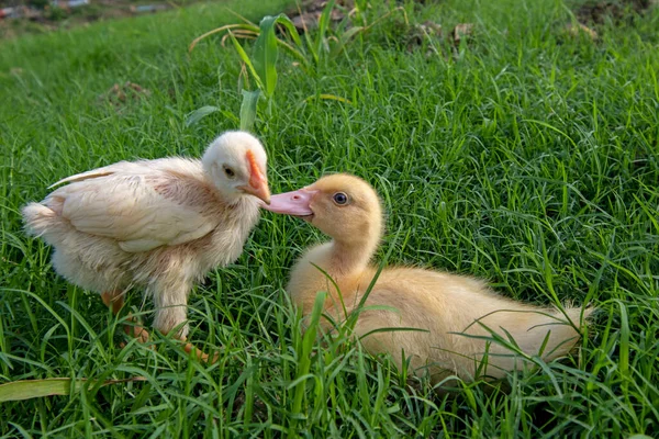 Ducks Playing Grass — Stock Photo, Image