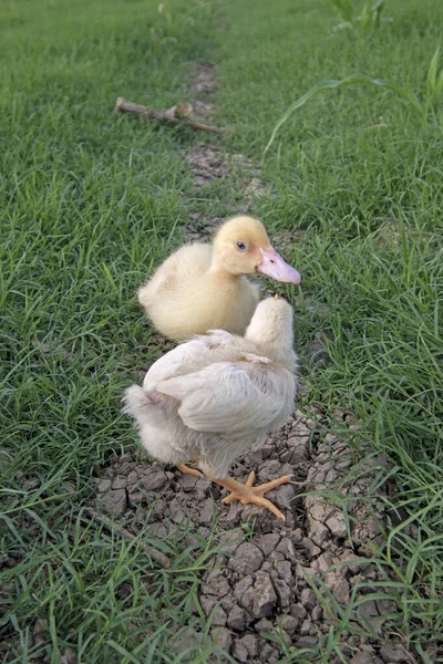 Kachny Hrají Trávě — Stock fotografie