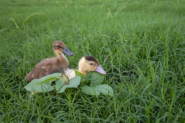 Canards Jouant Sur Herbe — Photo