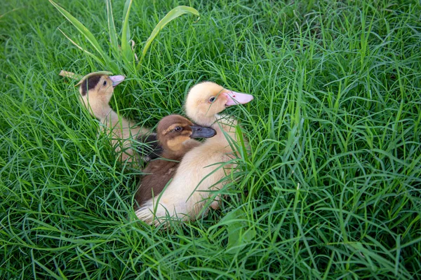 Kachny Hrají Trávě — Stock fotografie