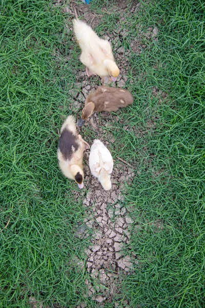 Patos Brincando Grama — Fotografia de Stock