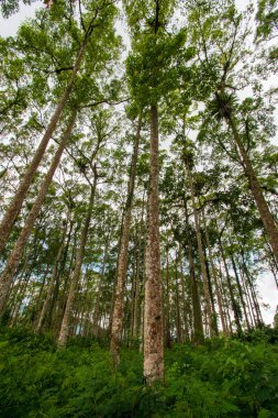 Ormandaki ağaçlar uzun ve yoğundur