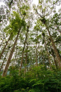 Ormandaki ağaçlar uzun ve yoğundur