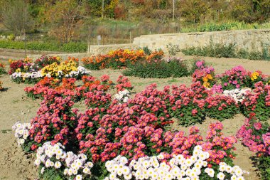 Renkli bir Kasımpatı