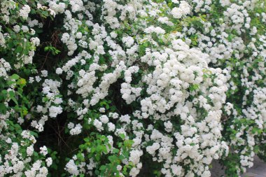 Erkeçsakalı arguta çiçeği