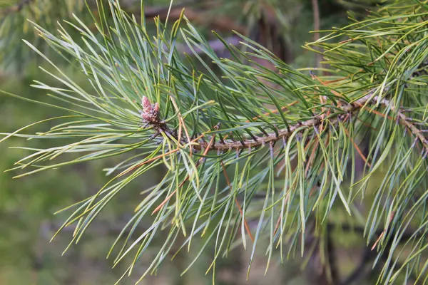 Naalden van pine — Stockfoto