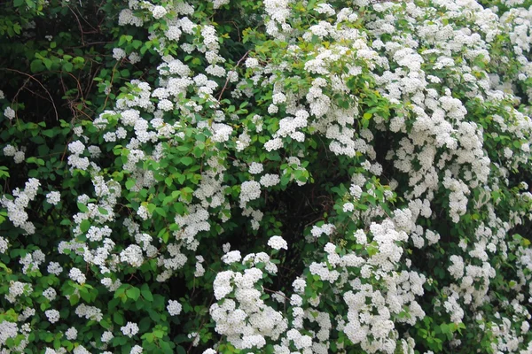 Flor de Spirea arguta — Fotografia de Stock