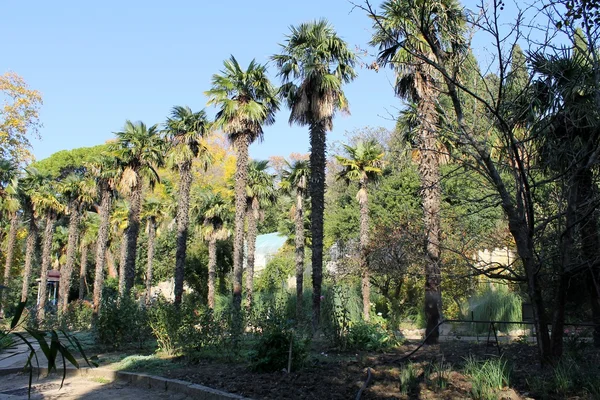 在公园里的棕榈树 — 图库照片
