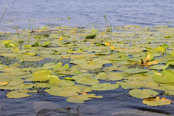 Gelbe Wasserblumen (nuphar lutea) ) — Stockfoto