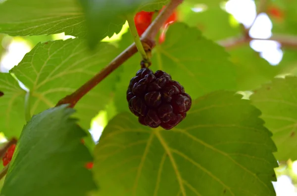 Mulberry på ett träd — Stockfoto