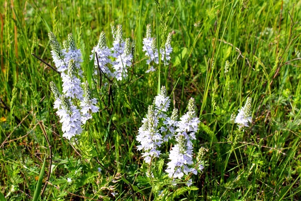 Blå vilda blommor — Stockfoto