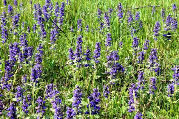 Ajuga en el prado —  Fotos de Stock