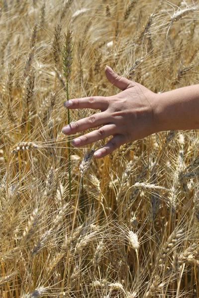 Mulher mão tocando trigo — Fotografia de Stock