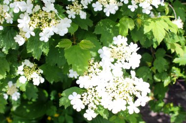 Bir kartopu çiçeği