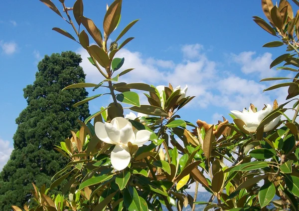 Blommor av magnolia — Stockfoto