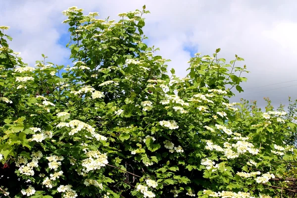 Eine Viburnum-Blüte — Stockfoto