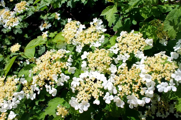 A viburnum blossom — Stock Photo, Image