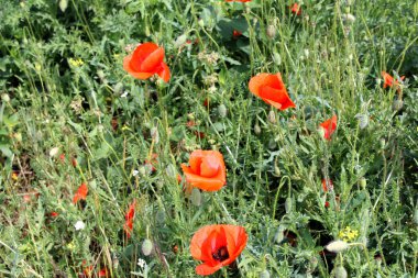 Turuncu parlak haşhaş