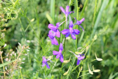 Larkspur (Consolida regalis forking)