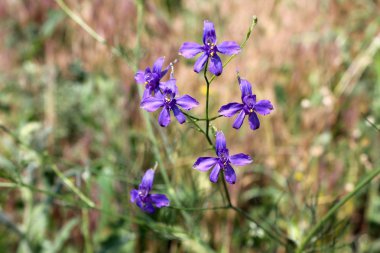 Larkspur (Consolida regalis forking)