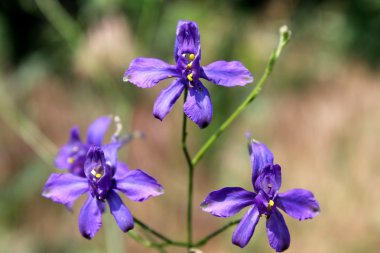 Larkspur (Consolida regalis forking)
