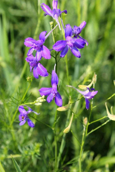Larkspur (Consolida regalis forking)