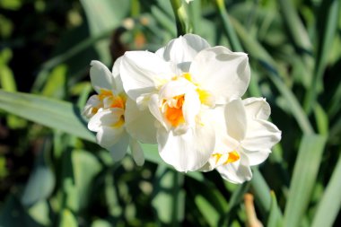 Beyaz nergis çiçeği